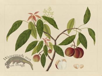 Andalas Botanicals 18